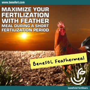 Maximize your fertilization with Feather Meal 